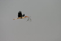 Painted stork in flight  Mycteria Leucocephala