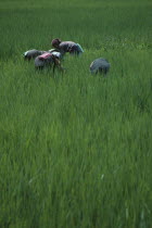 Women working in paddy field.