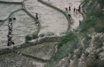 Planting paddy fields in terraced agricultural landscape.