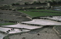 Ploughing and planting paddy fields in terraced agricultural landscape.