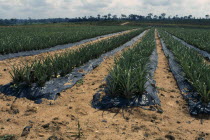 Pineapple plantation.Cte d Ivoire