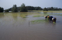 Women replanting rice in paddy fields.