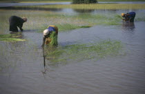 Women replanting rice in paddy fields.