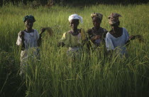 Women working in rice paddy fields.