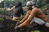 Women planting seedlings in tree nursery.East Africareforestation