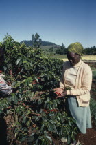 Picking coffee.East Africa