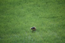 Woman working in rice paddy near Antananarivo.