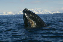 Humpback Whale surfacing in water.