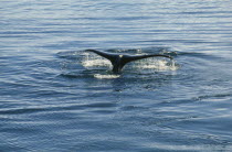 Humpback Whale breaching water.