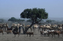 Camels and cattle with herdsman in rural area.