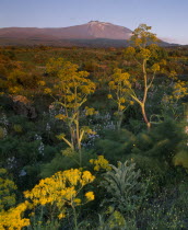 View over wild flowers and fennel toward the Volcano.