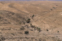 Very dry landscape with dried up river indicated by palm trees.