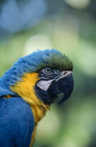 Brazil.  Blue and Yellow Macaw  Ara Ararauna   detail of head and beak of adult bird.