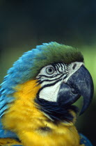 Brazil.  Blue and Yellow Macaw  Ara Ararauna   detail of head and beak of adult bird.