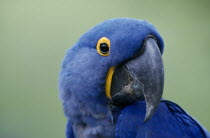 Portrait Beak  Hyacinth Macaw Brasil