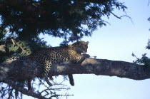 Leopard lying in tree.