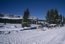 Brooks Lake Lodge. Dogsledding with Alaskan Huskies