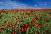 A rich red poppy field display by Balmer Huff