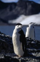 View of two adult Chinstrap Penguins standing on a coastal rock slope