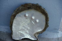 Cultured half pearls on a shell