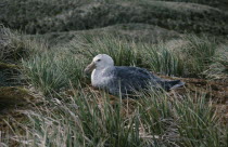 Petrel bird sitting on grassMacronectes Giganteus