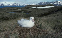 Albatross sitting on grass