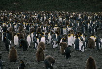 A colony of King Penguins