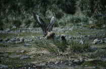 Brown Skua birds