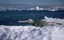 Seal lying on iceCrabeater Lobodon Carcinophagus