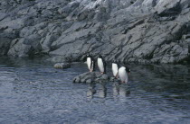 Four Gentoo Penguins standing on a rock surrounded by waterPygoscelis papua