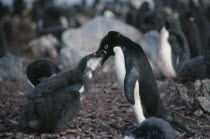 Adult Adelie Penguin feeding youngPygoscelis