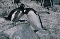 Gentoo Penguins in a peeble nest