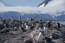 Port Lockroy. A large group of Gentoo Penguins on rocks