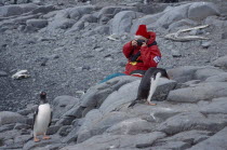 Port Lockroy. Tourist photographing Gentoo Penguin on rocks