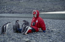 Tourist sat on ground with young Gentoo Penguins