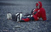 Tourist sat on ground with young Gentoo Penguins next to her and sat on her legs.The Penguins are so friendly the woman sat still on the ground while the young penguins approched her