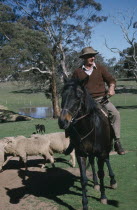 Man on horse herding sheep