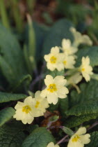 Primrose on woodland floor.Spring flower