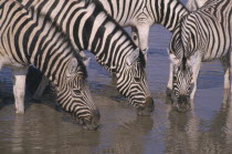 Zebra drinking at waterhole.