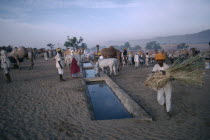 Cattle and camels brought to water in evening during fair.