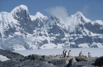 Gentoo penguins with Seven Sisters mountains behind.