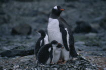 View of a Gentoo Penguin with three chicksPygoscelis papua