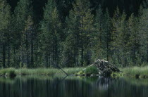 Lake beside trees with beaver lodge.