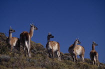 Guanacos  Lama Guanicoe  standing on a hill side in the National Park