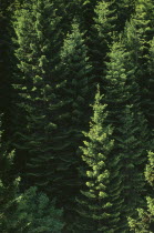 Conifer trees in a wooded area