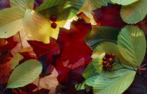 Various fallen autumn leaves