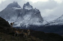 Guanacos  Lama Guanacoe  standing in the Pine Horns Mountains area of the National Park