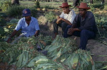 Tobacco plantation workers taking break.