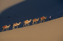 Silk Route. Man leads a line of camels up the ridge of a sand dune