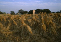 Harvested wheat field with bundles of hay